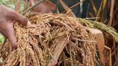 माडा: माड़ा समेत सिंगरौली जिले के कई इलाकों में बेमौसम बारिश से धान की फसल चौपट, किसान बोले पेट पालना भी मुश्किल #Jan samasya