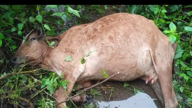 कुंदा: कुन्दा में वज्रपात से एक दुधारू गाय की मौत