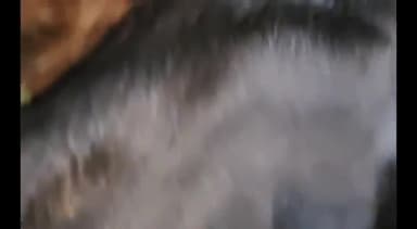 गंगापूर: गंगापुर  पोलिस  स्टेशन  हद्दीत   पकडल्या  गायी