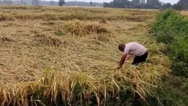 जांजगीर: जांजगीर चांपा जिले में बारिश से धान की फसल को हुआ नुकसान, खड़ी फसल खेत में गिरी