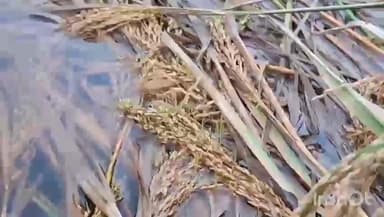 આંકલાવ: ગંભીરા ગામે કમોસમી વરસાદને કારણે ડાંગર પકવતા ખેડૂતોને મોટાપાયે નુકસાન