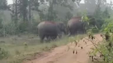 କେନ୍ଦୁଝର ସହର: ଖିରେଇଟାଙ୍ଗିରି ସେକ୍ସନ ଜଡ଼ିପୋଦା , ଭାଲୁ ଘର , ଜଙ୍ଗଲ ରେ ଅଛନ୍ତି ୨୯ ଟିକିଆ ହାତୀ ପଲ ବନ ବିଭାଗ