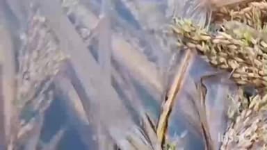 સોજીત્રા: સોજીત્રા પંથકના ખેડૂતોની વ્હારે પૂર્વ ધારાસભ્ય,ખેડૂતોને થયેલ નુકસાન વહેલી તકે ચુકવવા રજૂઆત કરાઈ