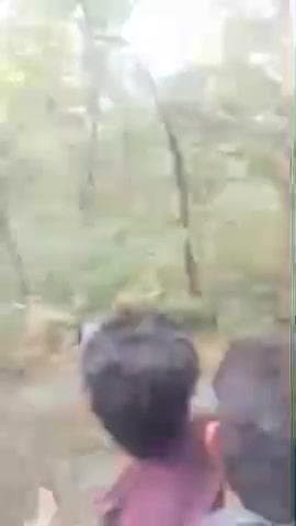 कलीनगर: पीलीभीत टाइगर रिजर्व के जंगल में सफारी के दौरान टूरिस्ट पर दौड़ा बाघ