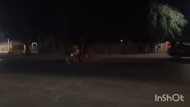 जैसलमेर: जैसलमेर रोड पर दो आवारा पशुओं की भीषण लड़ाई, वाहन चालक बाल-बाल बचे