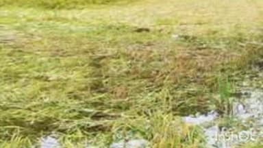 प्रतापगंज: प्रतापगंज में बारिश रुकने से लोगों ने राहत की सांस ली, बाजारों में लौटी रौनक