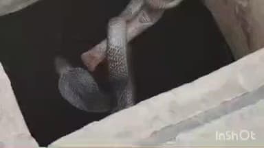 पोकरण: वार्ड संख्या 1 के रहवासी के मकान के टांके में निकला जहरीला सांप, स्नेक केचर ने सुरक्षित रेस्क्यू कर जंगल में छोड़ा