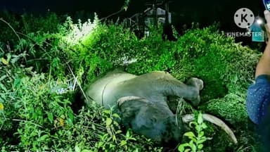 ବଡସାହି: ଆଗ୍ରିଆ ରେଳଫାଟକ ଠାରେ ରେଳ ଧାରଣା ଅତିକ୍ରମ ସମୟରେ ସାଲିମାର ଟ୍ରେନ ଧକ୍କାରେ ବିଶାଳ ଦନ୍ତାହାତୀର ମୃତ୍ୟୁ, ବନବିଭାଗର ଛାନଭିନ ଆରମ୍ଭ