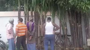 भीटी: धूमधाम से मनाया गया एकादशी का पर्व, लाल गन्ने के साथ गंजी और सिंहाड़े की हुई खूब खरीद-फरोख्त