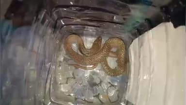 নাকাশিপাড়া: কাঠালবেড়িয়ায় একটি টি স্টল থেকে উদ্ধার বিষধর গোখরো সাপ উদ্ধার রেসকিউয়ার দীপঙ্কর চক্রবর্তীর