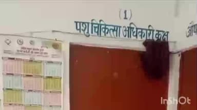 सिरौली गौसपुर: ब्लॉक पूरे डलई क्षेत्र के टिकैतनगर के राजकीय पशु चिकित्सालय में पेड़ों की नीलामी की जाएगी