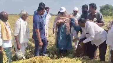 తెనాలి: పంట పొలాలను పరిశీలించిన కలెక్టర్