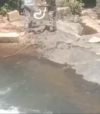 குற்றாலம் மெயின் அருவியில் அடித்து வரப்பட்ட மலைப்பாம்பு வனத்துறையினர் மற்றும் தீயணைப்பு துறையினர் பிடித்து வனப்பகுதியில் விட்டனர்