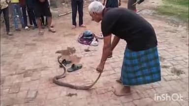 करपी: खजूरी गांव में निकला 5.5 फीट लंबा कोबरा सांप