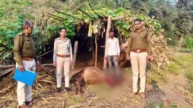 मोहखेड़: पिपरिया: कोठी में बंधी गाय का तेंदुए ने किया शिकार, इलाके में दहशत, वन विभाग की टीम पहुंची