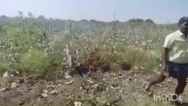 తిమ్మాజిపేట: ఆవంచ గ్రామంలో పత్తి పంటకు నిప్పంటించిన రైతు