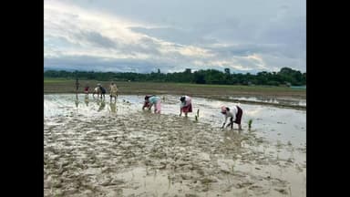 বাক্সা: তামুলপুৰ জলসিঞ্চনৰ বিভাগৰ সৌৰ জলসিঞ্চনৰ দ্বাৰাত কৃষকসকলৰ বৃহৎ সাফল্য