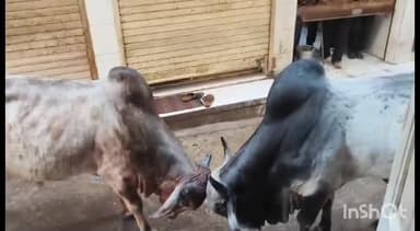 ખંભાળિયા: ખંભાળિયામાં સોની બજારમાં ફરી આખલા યુદ્ધ અનેક વાહનોને પણ નુકસાન