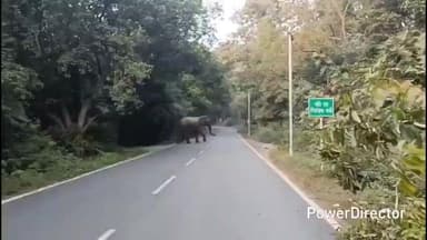 कालाढूंगी: कालाढूंगी नैनीताल मोटर मार्ग पर आबादी के निकट हाथियों का झुंड पहुंचा, वन विभाग की टीम ने बढ़ाई गश्त