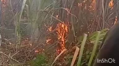 हर्रैया: हर्रैया के जुड़ईपुर में शॉर्ट सर्किट से गन्ने के खेत में लगी आग, कड़े प्रयास से बुझाई गई आग