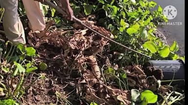 মৰঙী: ৰঙাজান চাহ বাগিচাত আবকাৰী বিভাগৰ অবৈধ সুৰাৰ বিৰুদ্ধে চলোৱা অভিযানত পোন্ধৰ শ লিতাৰটকৈ অধিক অবৈধ সুৰা জব্দ আবকাৰী বিভাগৰ