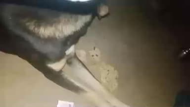 आज की ताजा खबर कुत्ता को
काटने से दूसरे कुत्ता की हुई हालत खराब
ए मामला हा महरोनी से लेकर ग्राम बजनाथ का हे