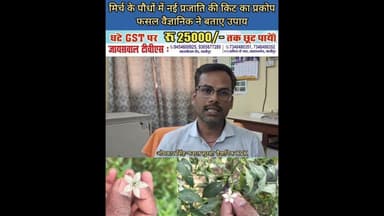 मिर्च में नए किट का प्रकोप, करे यह उपाय #New #pest #infestation in #chilli, #take #these #measures