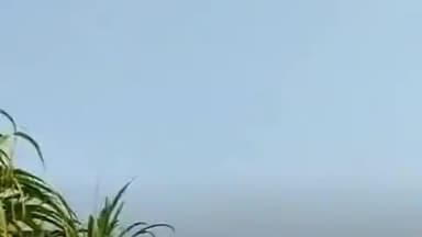 अम्बाला: मुलाना में शॉर्ट सर्किट से गन्ने के खेत में लगी आग, आग पर काबू पाया गया