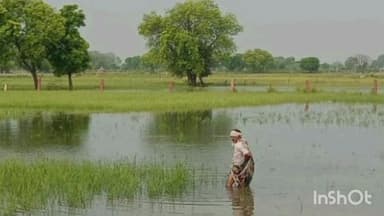 विजयराघवगढ़: खदानों से अधिक पानी छोड़े जाने से देवरी, मझगवां, कलेहरा और बम्हनगवां के किसानों की फसल नष्ट
