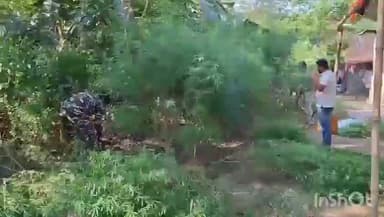 বলাগড়: হুগলির বলাগাড়ের চরখয়রামারি এলাকায় অবৈধ গাঁজা চাষের বিরুদ্ধে অভিযান চালাল বলাগর থানার পুলিশ