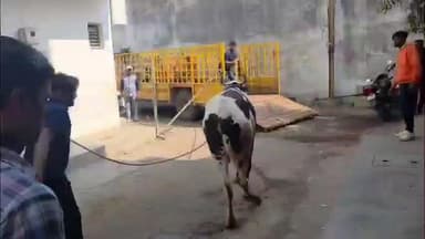 વડોદરા: પાલિકાની લાલઆંખ : ગેરકાયદેસર ઢોર વાડાનો સફાયો બોલાવી દંડ ફટકાર્યો