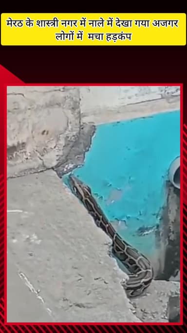 मेरठ: मेरठ के शास्त्री नगर में नाले में देखा गया अजगर, लोगों में मचा हड़कंप