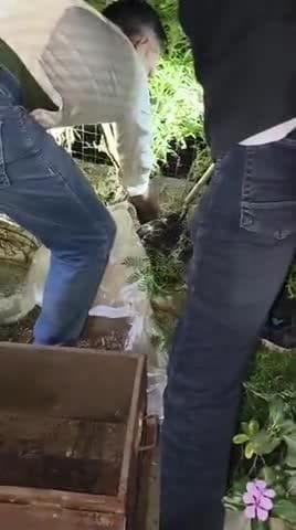 अजगर रेस्क्यू खंडार टीम वन विभाग द्वारा