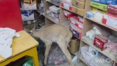 धनघटा: मलौली के पास घायल अवस्था में मिला नीलगाय का बच्चा