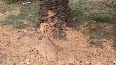 सिमरिया: पन्ना: दक्षिण वनमंडल के घुटेही में वन अमले ने नीलगाय का रेस्क्यू किया, त्वरित कार्रवाई से बची जान