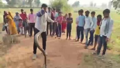 टीकमगढ़: मतौली गांव में निकला 8 फीट लंबा अजगर, सर्प मित्र के हाथ को जकड़ा