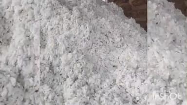 ઊંઝા: ઉનાવા APMCમાં કપાસની સફેદ ચાદર છવાઈ, કપાસની 21 ગાડીની આવક