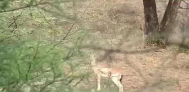 ओडगी: छतरग गांव में जंगल से बिछड़कर जंगली हिरण गांव में पहुंचा, ग्रामीणों ने शोर मचाकर उसे जंगल की ओर भगाया