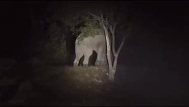 चांदनी बिहार पुर क्षेत्र में जंगली हाथी किसानों की धान फसल को खाकर कर रहे हैं चौपट