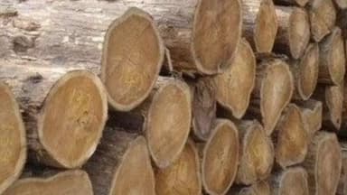 केसली: ग्राम पड़रई में सागौन पकड़ने गई टीम पर हमला, बीट गार्ड घायल