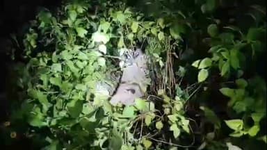 नाथनगर: रहमतबाग में बीबी रोकैय्या की मौत का मामला: तीन महीने बाद भी सुराग नहीं, पोस्टमार्टम रिपोर्ट से बढ़ी मुश्किलें