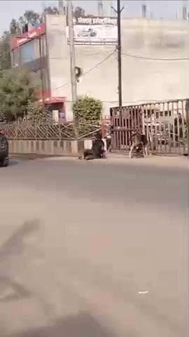 टीकमगढ़: टीकमगढ़ में शराब के नशे में धुत व्यक्ति ने सड़क पर मचाया उत्पात, वीडियो हुआ वायरल