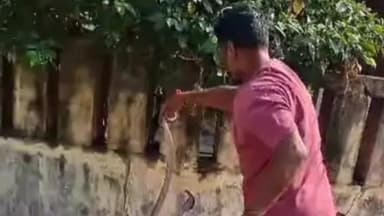 હાંસોટ: હાંસોટના કુદાદરા ગામના મંદિર ફળિયામાંથી અત્યંત ઝેરી કોબ્રા સાપને સુરક્ષિત રીતે રેસ્ક્યુ કર્યો હતો.