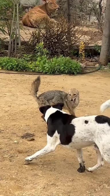 ಚಿತ್ರದುರ್ಗ: ನರೇನಾಳ್ ಗ್ರಾಮಕ್ಕೆ ಎಂಟ್ರಿ ಕೊಟ್ಟ ನರಿ: ನರಿ ಮೇಲೆ ಬೀದಿ ನಾಯಿಗಳ ದಾಳಿ