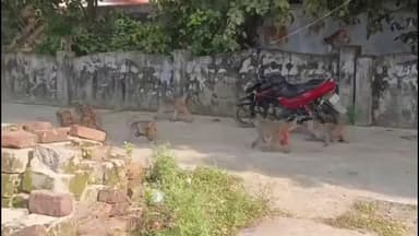 ఏటూరునాగారం: ఏటూరు నాగారంలో కోతుల బెడద