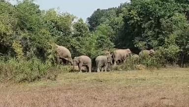 भरनो: मोरगांव पहुंचा 18 जंगली हाथियों का झुंड, ग्रामीण दहशत में, वन विभाग ने हाथियों से छेड़छाड़ न करने की अपील की