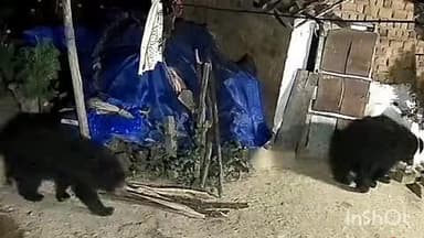 नरहरपुर: ग्राम दुधावा में फिर दिखा भालुओं का आतंक, मोहल्ले वासियों में दहशत का माहौल