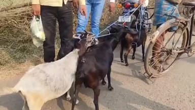 রানিগঞ্জ: ছাগল চুরি করতে এসে গাড়ি উল্টে গেল রানীগঞ্জের কুমার বাজার এলাকার বিবেকানন্দ সেবা কেন্দ্র আশ্রমের কাছে