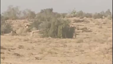 पूंगल: करनीसर भाटियान स्थित सोलर प्लांट में 418 खेजड़ी के पेड़ काटे गए, जीव प्रेमियों ने आंदोलन की चेतावनी दी