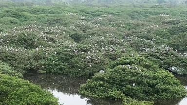 மதுராந்தகம்: வேடந்தாங்கல் பறவைகள் சரணாலயத்திற்கு பறவைகள் வருகை தற்பொழுது 25000 பறவைகள் தஞ்சம்